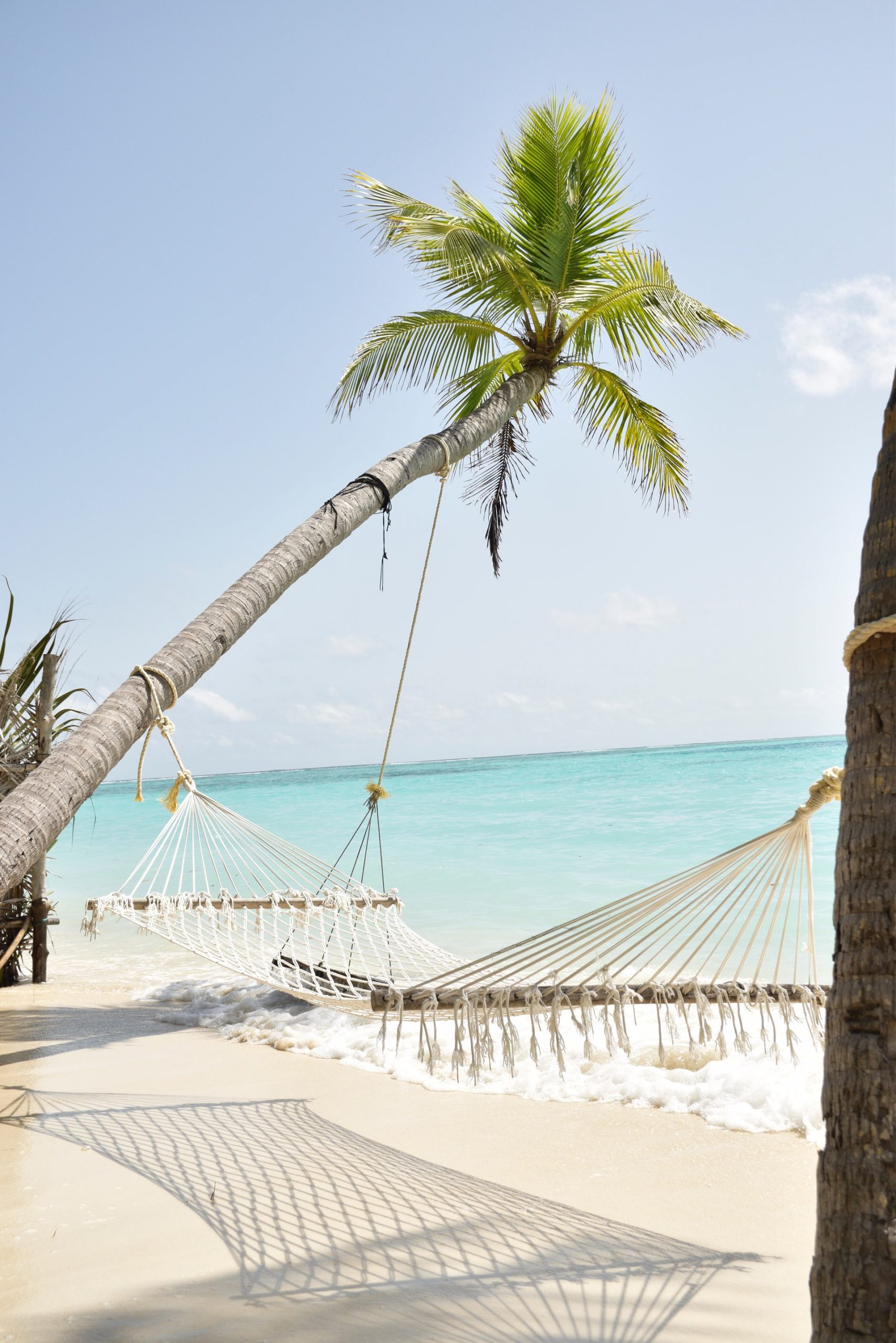 hammock-palmtree hammock-palmtree